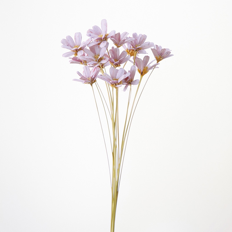 フラワー中　( ¨̮ )❁︎ お取り寄せ オリジナルフラワー 《Flower pots》Cyclamen Salmon Pink