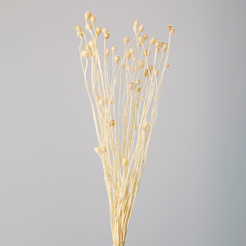 大地農園 ナチュラルドライフラワー シャーリーポピー 10600-011 オフホワイト 1束(ご注文単位1束)【直送品】