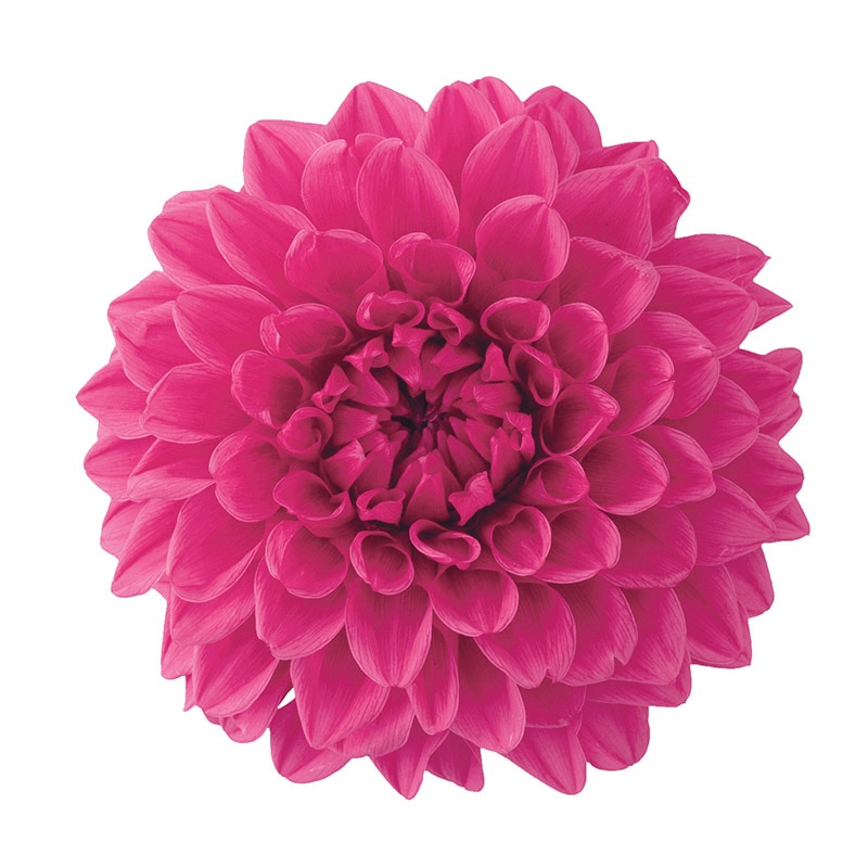 ダリアフラワー 大地農園 プリザーブドフラワー ダリア グレイス 04680-017