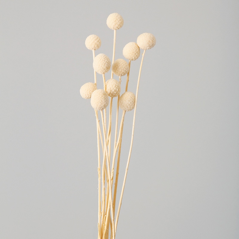 大地農園 ナチュラルドライフラワー ビリーボタン 40295-011　オフホワイト 1束（ご注文単位1束）【直送品】