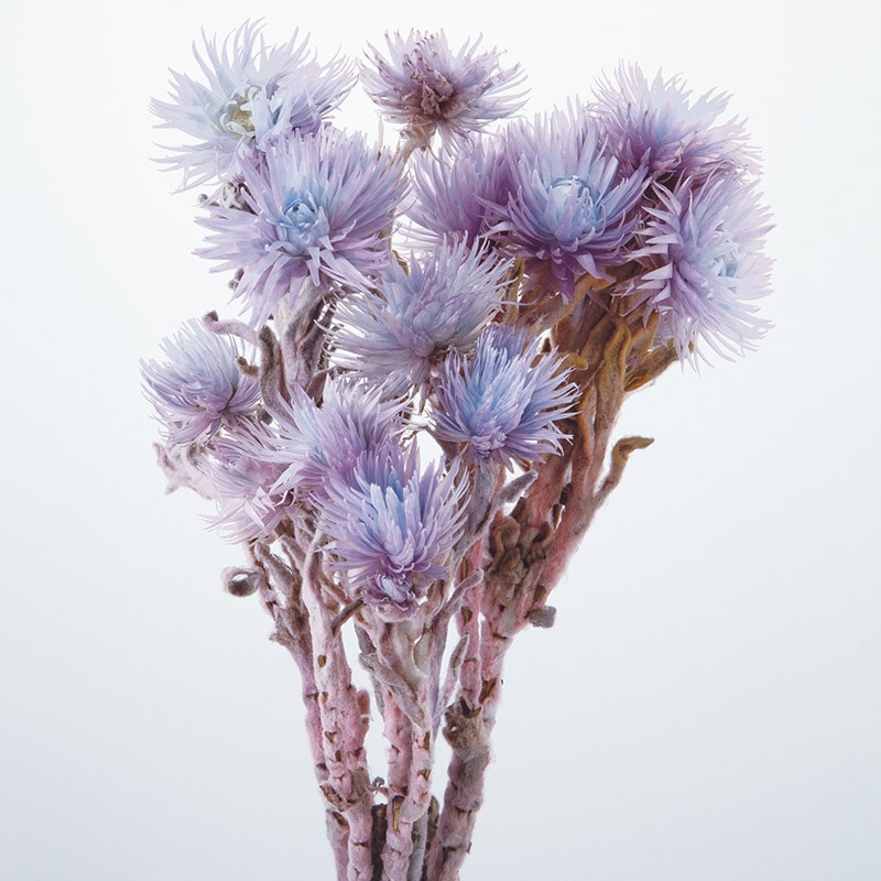 大地農園 カラードライフラワー シルバーデージー 32000-642 ブルーパープル 1束(ご注文単位1束)【直送品】