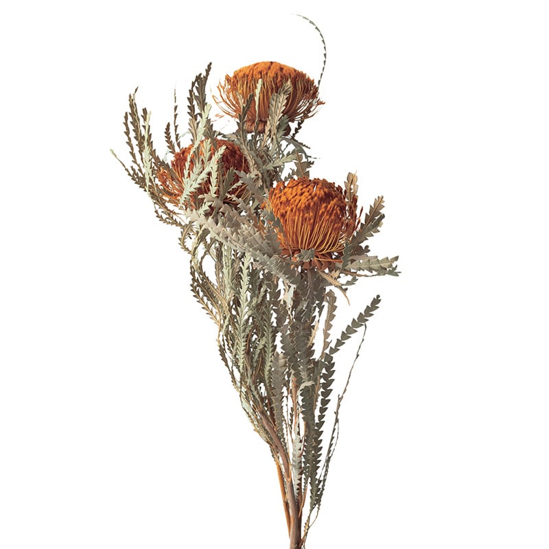 大地農園 ワイルドフラワー ドリアンドラフォルモーサ 40360-000 1束(ご注文単位1束)【直送品】