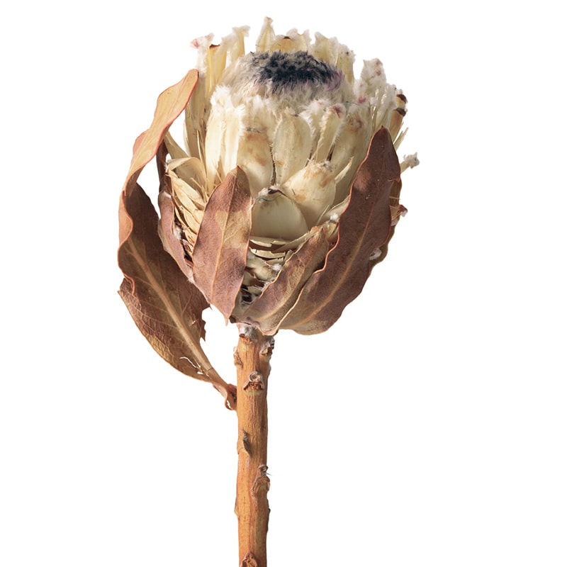 大地農園 ワイルドフラワー プロテア バービゲラ 40330-000 1束(ご注文単位1束)【直送品】