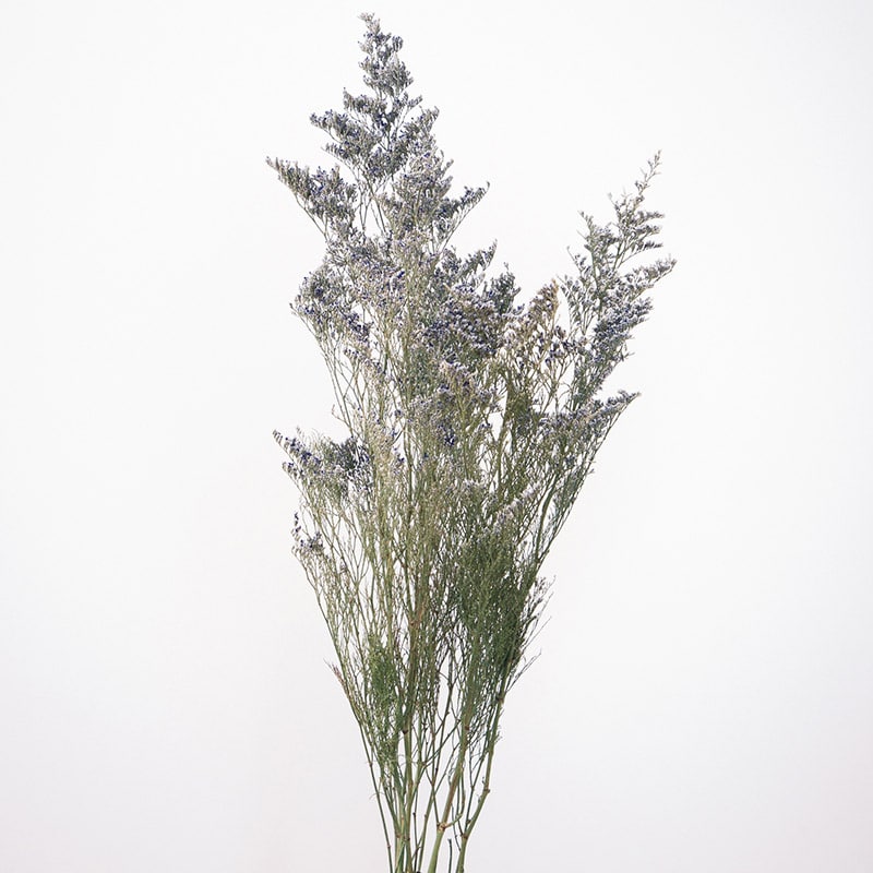 大地農園 ナチュラルドライフラワー カスピア ドライ 42140-000 1束(ご注文単位1束)【直送品】