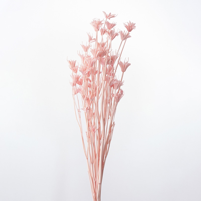 大地農園 カラードライフラワー ニゲラオリエンタリス 10380-161 シルキーピンク 1束(ご注文単位1束)【直送品】