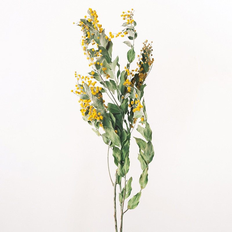 大地農園 ナチュラルドライフラワー ミモザ デニスボーデン 10920-000 1束(ご注文単位1束)【直送品】