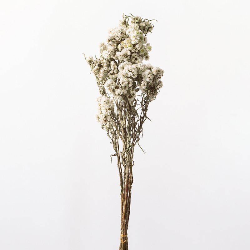 大地農園 ナチュラルドライフラワー アナハリス 10372-000 1束(ご注文単位1束)【直送品】