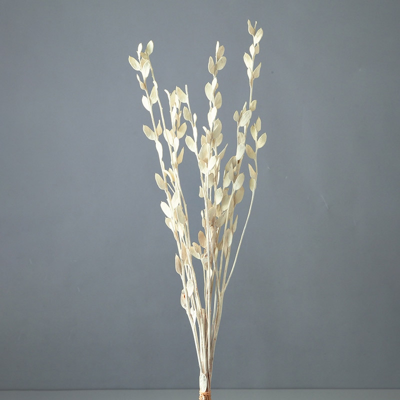 大地農園 ナチュラルドライフラワー フィビキア 10160-012 オフホワイト 1束(ご注文単位1束)【直送品】