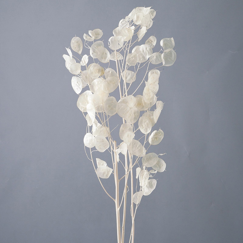 大地農園 ポプリ ルナリア 30073-011 白 1束(ご注文単位1束)【直送品】