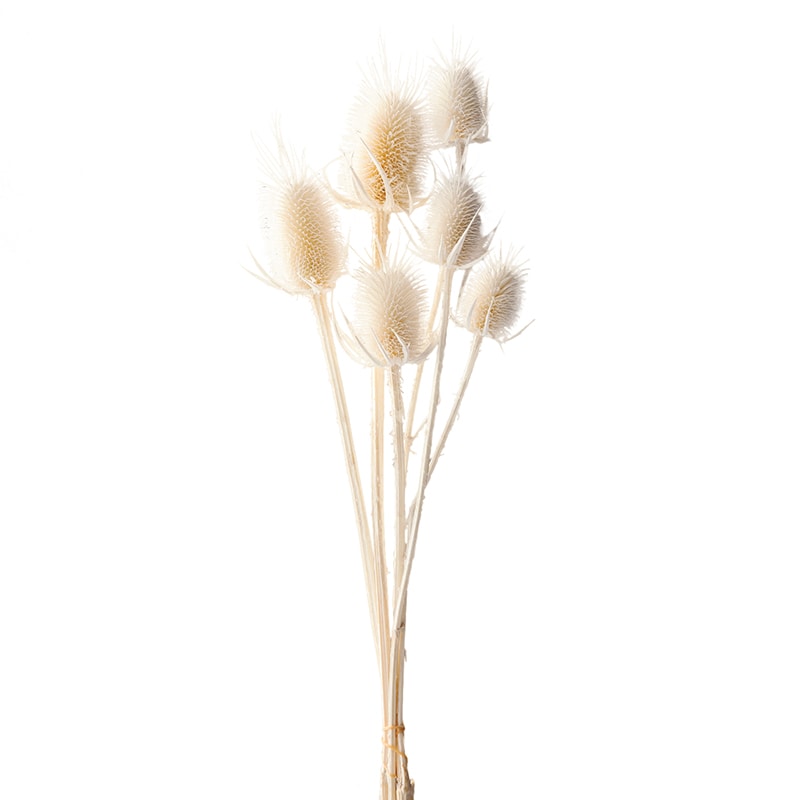 大地農園 ワイルドフラワー チーゼル 42250-011 オフホワイト 1束(ご注文単位1束)【直送品】