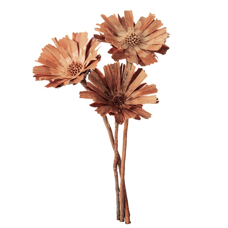 大地農園 ワイルドフラワー リペンス ロゼッタ 40250-000 1束(ご注文単位1束)【直送品】