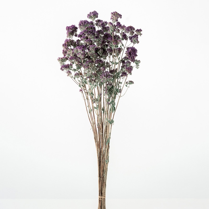 大地農園 ナチュラルドライフラワー オレガノ 10250-000 1束(ご注文単位1束)【直送品】