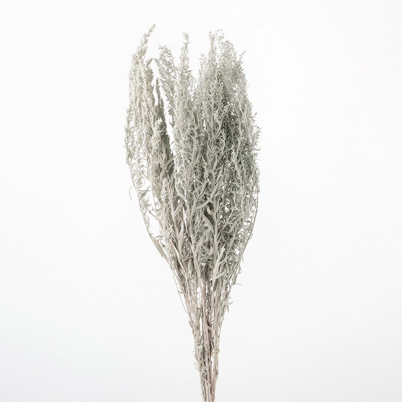 大地農園 ナチュラルドライフラワー アルテミシア 10260-000 1束(ご注文単位1束)【直送品】