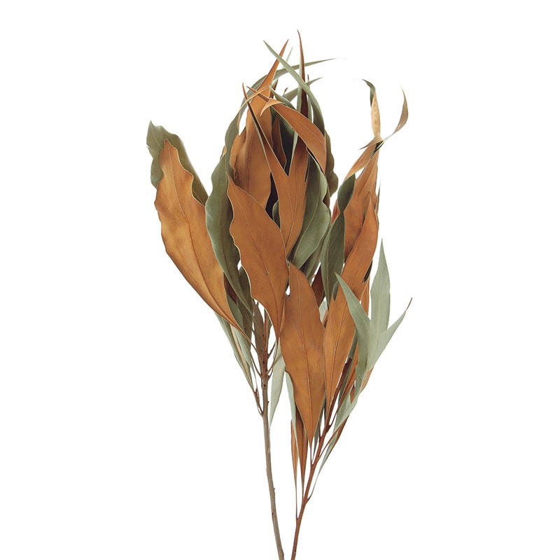 大地農園 ワイルドフラワー グレビレア ゴールド 16200-000 1束(ご注文単位1束)【直送品】