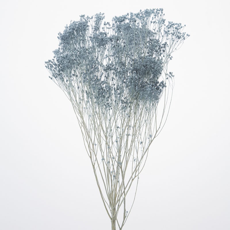 イモーテル　コバルトブルー　1束　大地農園　※箱で送付 大地農園の「ドライフラワー花材｜ドライフラワー」通販 - 花材通販は