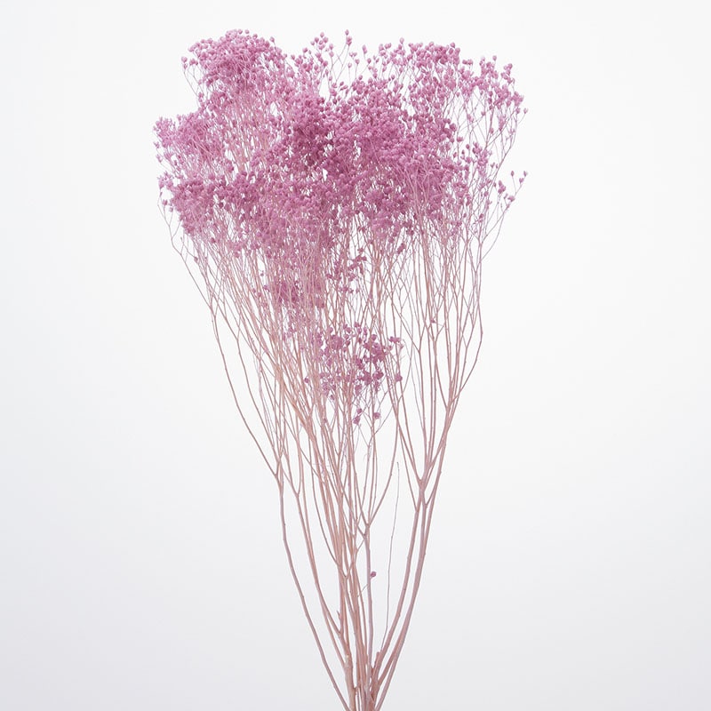 SS様ご予約品です☆ モリソニア ＊パープル/グリーン 大地農園 SS様ご