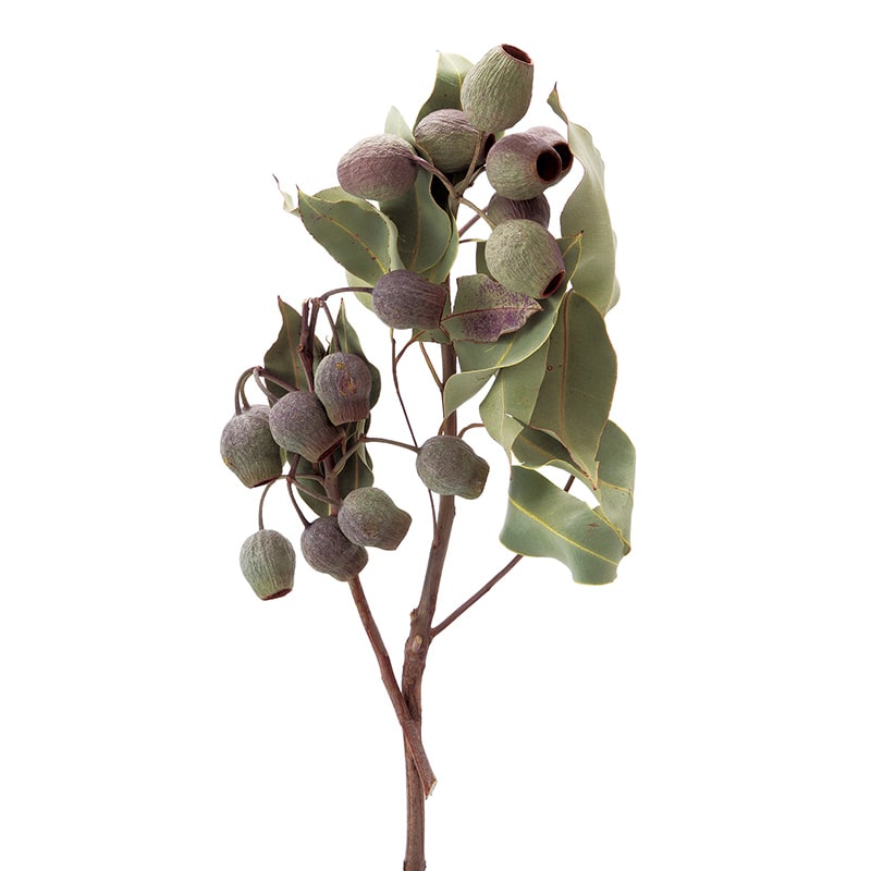 大地農園 ワイルドフラワー ベルガム 葉付 40450-000 1束(ご注文単位1束)【直送品】