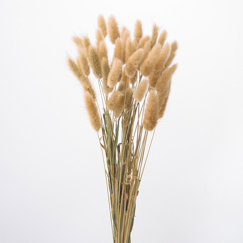 大地農園 ナチュラルドライフラワー ラグラス 42050-030 ナチュラルベージュ 1束(ご注文単位1束)【直送品】