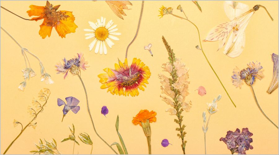 押し花作りに必要なもの一式　押し花 誰でも簡単】押し花の作り方をご紹介｜おすすめの押し花シートも販売中